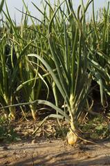Onions plantation