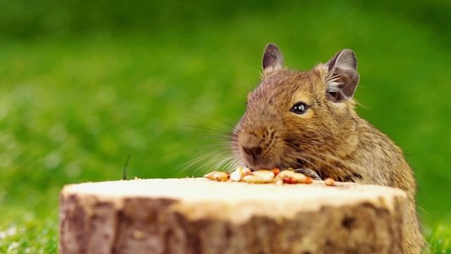 切り株の上でえさを食べるデグー