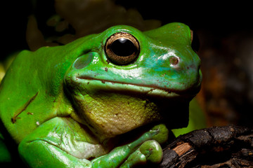 Green tree frog