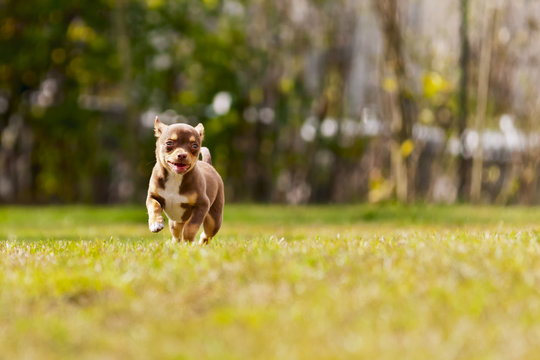 happy little chihuahua running in the grass