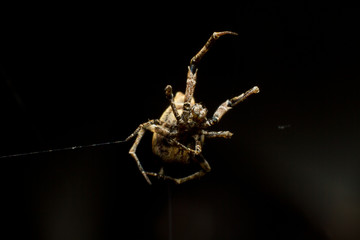 Tiny Garden spider