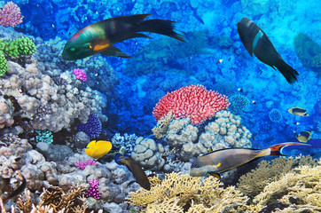 Fototapeta na wymiar Koral i ryby w Czerwonej Sea.Egypt