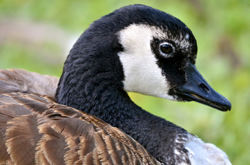 Obraz premium Profile portrait Canada goose (Branta canadensis)