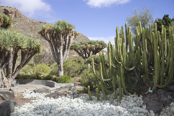 Las Palmas de Gran Canaria © wielkareklama