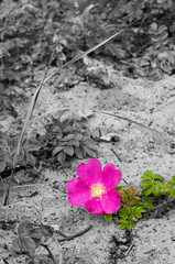 Rosy brier or dog-rose blossom and green leafs