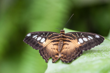 Fototapeta premium Schmetterling