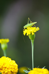 Green grasshopper
