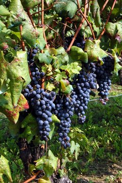 End of Summers - vineyards in the Langhe Piedmont Region, Italy