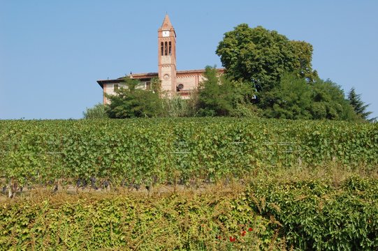 End of Summers - vineyards in the Langhe Piedmont Region, Italy