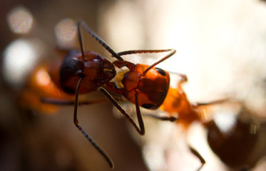 Close-up of a communicating European red wood ant s
