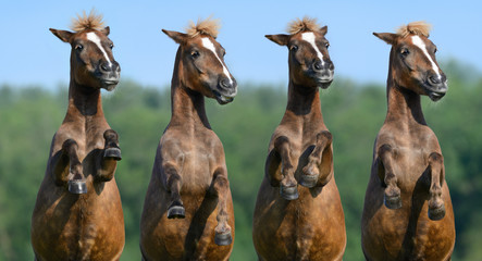 Four rear sorrel highland ponies