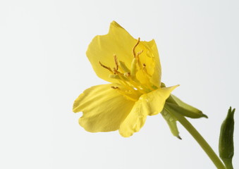 Naklejka premium 待宵草の花evening primrose