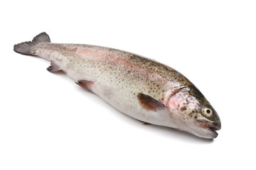 Fototapeta premium trota iridea - rainbow trout