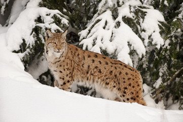 Luchs im Schnee