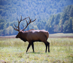 American elk bull