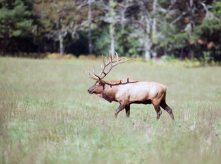 Fototapeta premium American elk bull