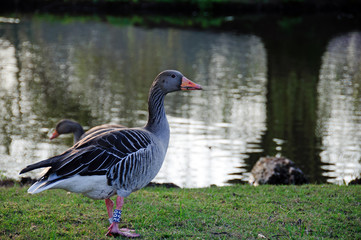 Alster Gans