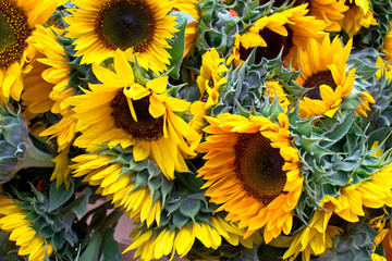 Sunflower background