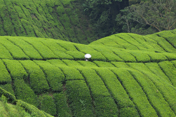 Weisser Sonnenschirm in gruener Teeplantage
