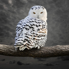 Snow Owl