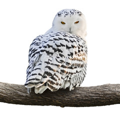Snowy Owl © trendobjects