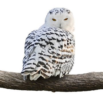 Snowy Owl