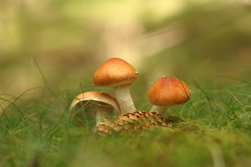 Brown Mushrooms on Moss in Forest