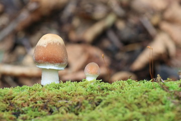 Brown Mushrooms on Moss in Forest