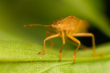 Palomena prasina