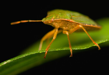 Naklejka premium Palomena prasina
