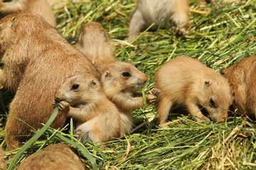 Two baby prairie dogs eating
