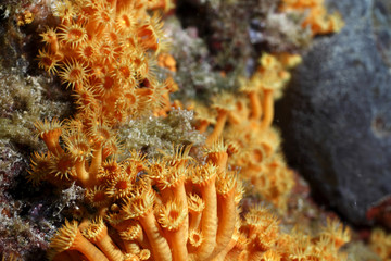 margherite di mare parazoantos