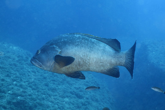 cernia mediterraneo