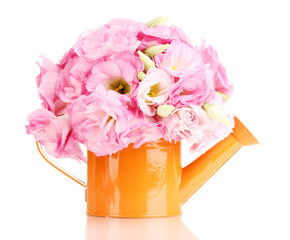 bouquet of eustoma flowers in watering can, isolated on white