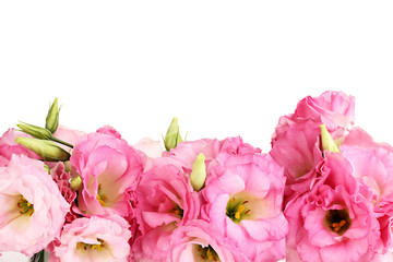 bouquet of eustoma flowers, isolated on white
