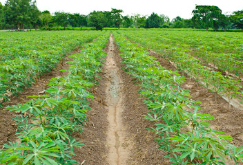 Fototapeta na wymiar Pole manioku manioku lub roślin