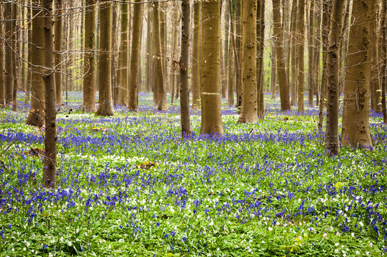 Bluebells