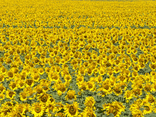 Sunflower field background