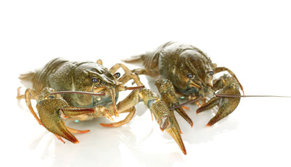 Alive crayfishes isolated on white background