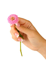 Pink flower with woman's hand on white background