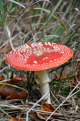 mushroom - toadstool