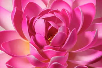 Fototapety  fiore di loto