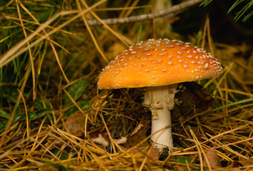 Fly agaric, Amanita muscaria
