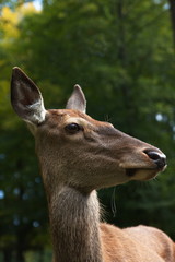 Rothirsch ( Cervus elaphus )