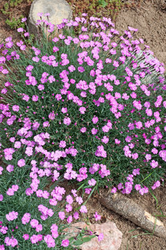 Federnelken - Dianthus plumarius