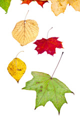 deciduous birch aspen maple and many autumn leaves