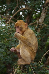 macaque de barbarie