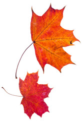 two autumn red maple leaves