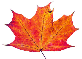 one autumn red maple leaf