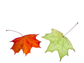 two autumn red and green maple leaves
